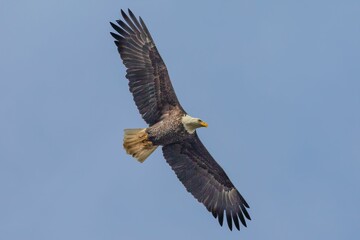 Closeup of a bald eagle (Haliaeetus leucocephalus) during its flight