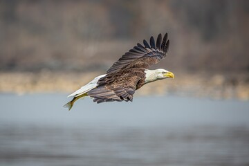 Closeup of a bald eagle (Haliaeetus leucocephalus) during its flight