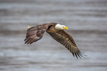 Closeup of a bald eagle (Haliaeetus leucocephalus) during its flight