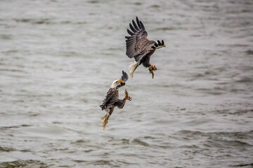 Closeup of bald eagles (Haliaeetus leucocephalus) during their flight