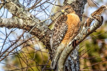 Closeup of a red-tailed hawk (Buteo jamaicensis) on a tree against blurred background