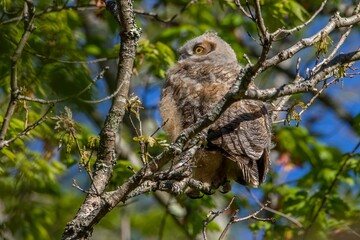 Closeup shot of a fluffy owl perched on a tree branch in the forest