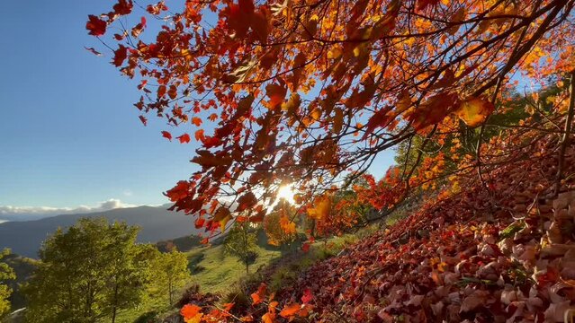 Pan shot on a mountain in Marittim Alps, Molini di Triora Liguri with colorful leaves during autumn
