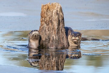 Close-up shot of Eurasian otters in a frozen water
