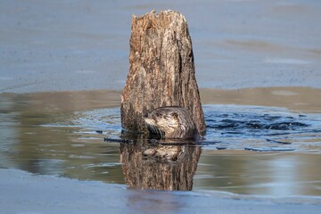 Close-up shot of a Eurasian otter next to a stump in a frozen water