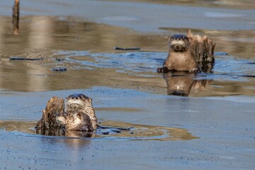 Fototapeta premium Close-up shot of Eurasian otters in a frozen water