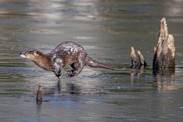 Side view of an adorable wet North American river otter running in shallow water