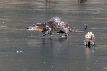 Fototapeta premium Side view of an adorable wet North American river otter running in shallow water