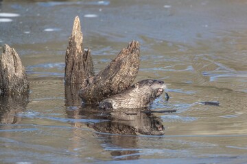 Obraz premium Closeup of a North American river otter (Lontra canadensis) in water