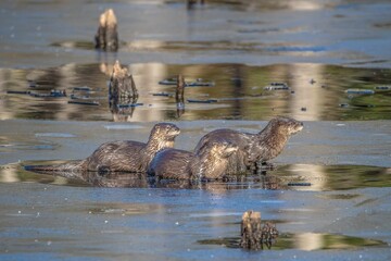 Closeup of North American river otters (Lontra canadensis) in water