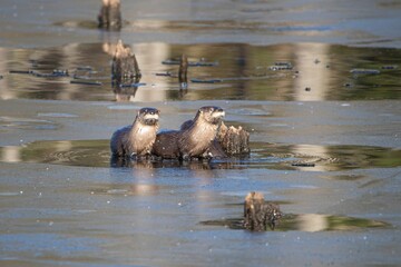 Two wet North American river otters swimming and resting in shallow water by dead tree stumps