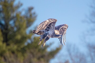 Close-up shot of an American Bald Eagle flying in the air