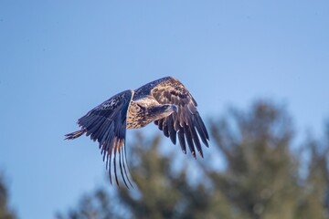Closeup shot of a tailed eagle flying on a sunny day