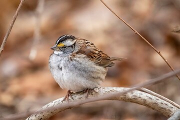 the bird has yellow eyes and is perched on a branch