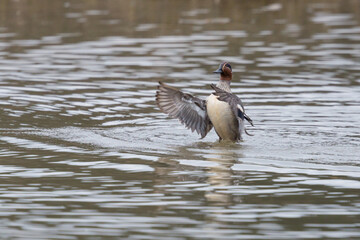 one male common teal (Anas crecca) shaking wings in water - 589466347