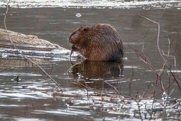 a beaver on the shore of a river with water splashing around it © Owl Post Photography/Wirestock Creators