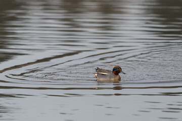 one male common teal (Anas crecca) swimming in water - 589466359