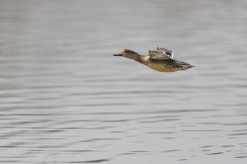one female common teal (Anas crecca) in flight over water - 589466362