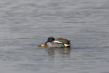 couple of common teals (Anas crecca) mating in water - 589466375