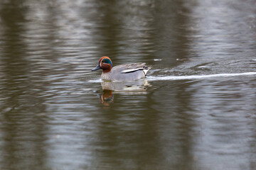 one male common teal (Anas crecca) swimming in water - 589466392