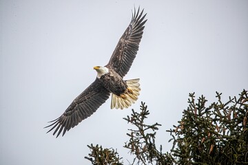 an eagle soaring in the air over a tree branch on a clear day