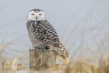 an owl sits on a wooden post by some tall brown grass