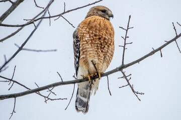 a red - shouldered bird is perched on a branch in the snow