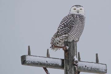 an owl is sitting on top of a pole covered in snow
