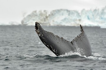 Fototapeta premium Closeup of a huge tail of an Antarctica whale on the surface of a sea