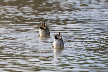 tails of two common teals (Anas crecca) sticking out of water