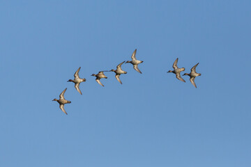 flock of common teals (Anas crecca) in flight in blue sky - 589467369