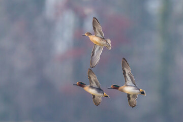 three common teals (Anas crecca) in flight in front of forest