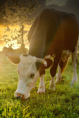 A black and white cow is grazing, eating blades of grass on a green pasture at sunset