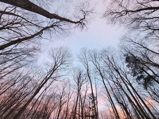 Low-angle shot of trees in The Niagara Gorge forest in winter at sunset in Canada
