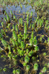 Myriophyllum aquaticum is a flowering plant, a vascular dicot, commonly called parrot's-feather and...