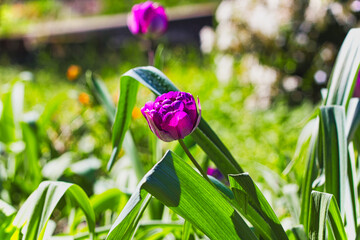 Flowerbed with spring flowers, purple tulip,