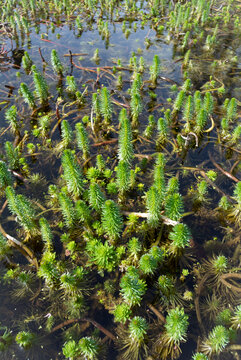 Myriophyllum aquaticum is a flowering plant, a vascular dicot, commonly called parrot's-feather and parrot feather watermilfoil.