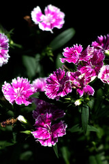 Beautiful flowers Dianthus barbatus or Chinese pink in backyard garden