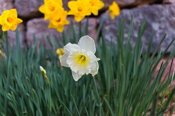 Spring white flower in the garden