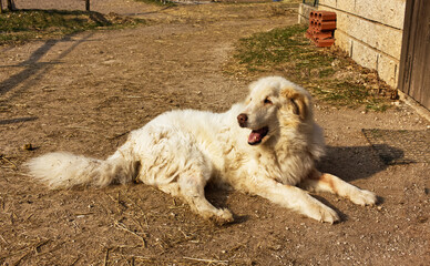 Elderly white shepherd dog warms up in the spring sun
