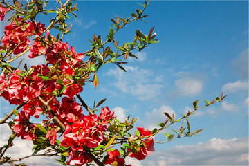 Red springtime flowers with sky background