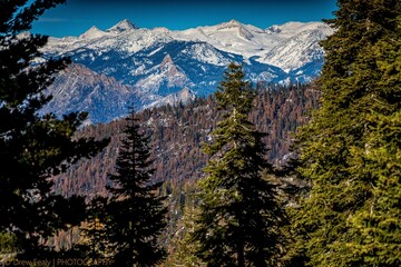Snowy mountains behind the trees in the dense forest against the blue sky