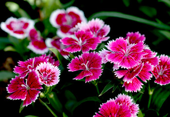 Beautiful flowers Dianthus barbatus or Chinese pink in backyard garden