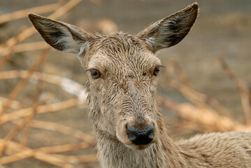 Cerf élaphe, biche, Cervus elaphus
