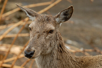 Cerf élaphe, biche, Cervus elaphus