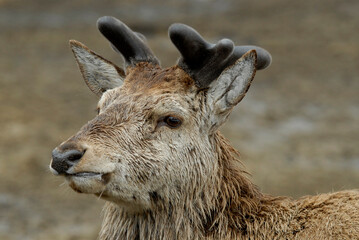 Cerf élaphe, Cervus elaphus