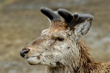 Cerf élaphe, Cervus elaphus