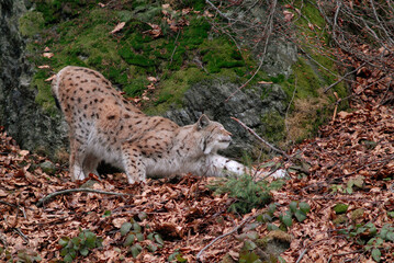 Lynx boreal, Lynx lynx