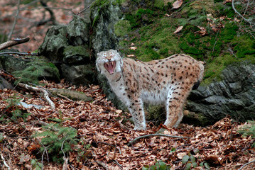 Lynx boreal, Lynx lynx