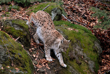Lynx boreal, Lynx lynx